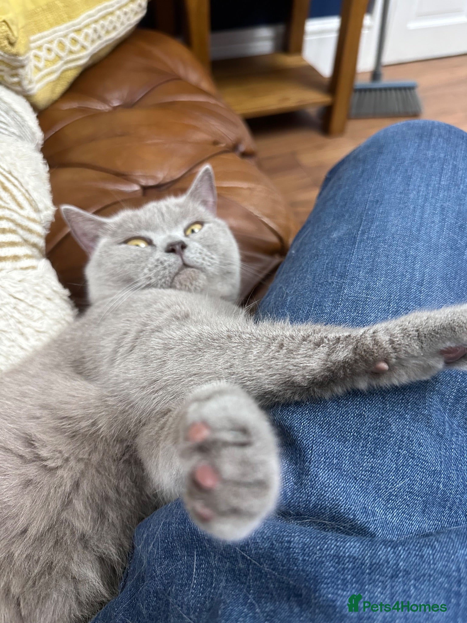 British Shorthair cats Lilac BSH - Advert 1
