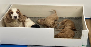 Cockapoo dogs - Advert 8