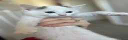 Turkish Van cats for sale: Turkish Van Kittens – Boy & Girl Ready to Go 🤍🖤 - Advert 7