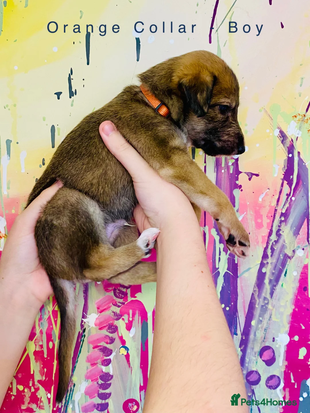 Lurcher dogs for sale: 6 Stunning Lurcher Pups Available 23rd March - Advert 18