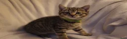 British Shorthair cats for sale: British shorthair mix (5 kittens ready to go) - Advert 7