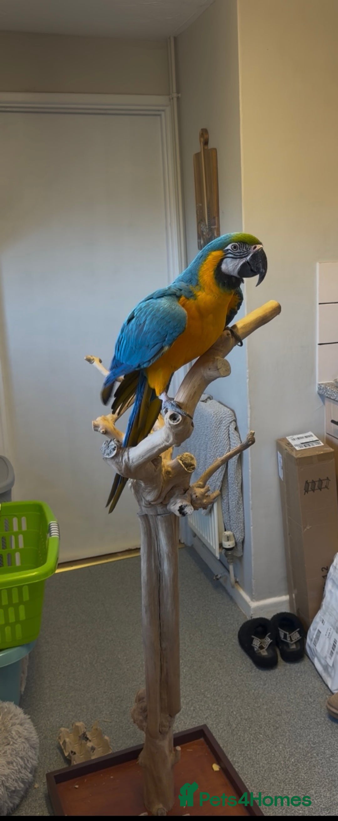 Macaws birds for sale: Beautiful Macaw - Advert 3