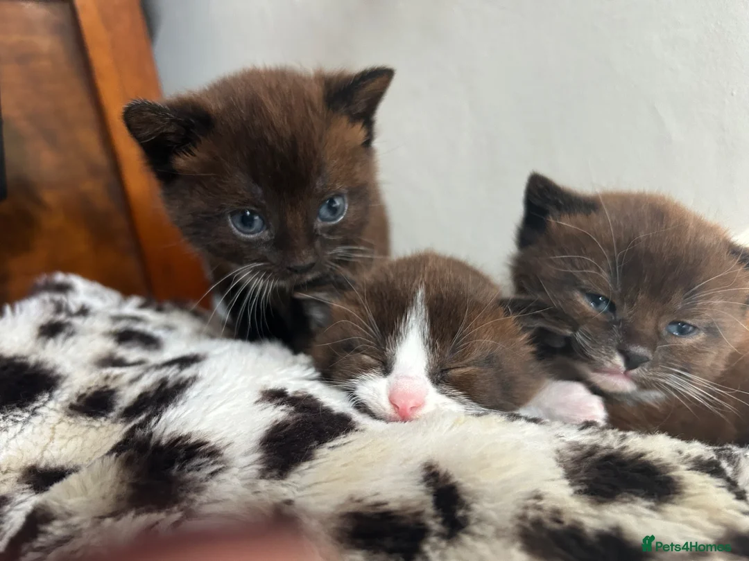 Mixed Breed cats for sale: Adorable kittens  - Advert 1