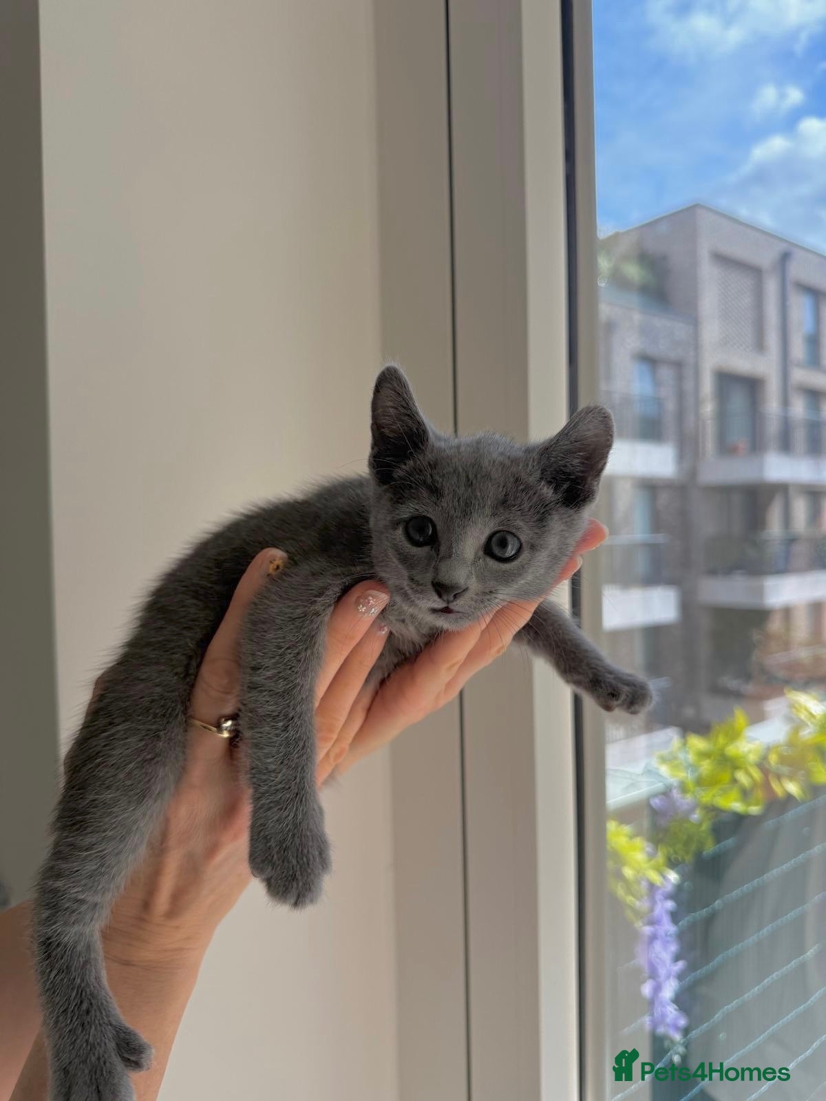 Russian Blue cats Russian Blue  - Advert 1