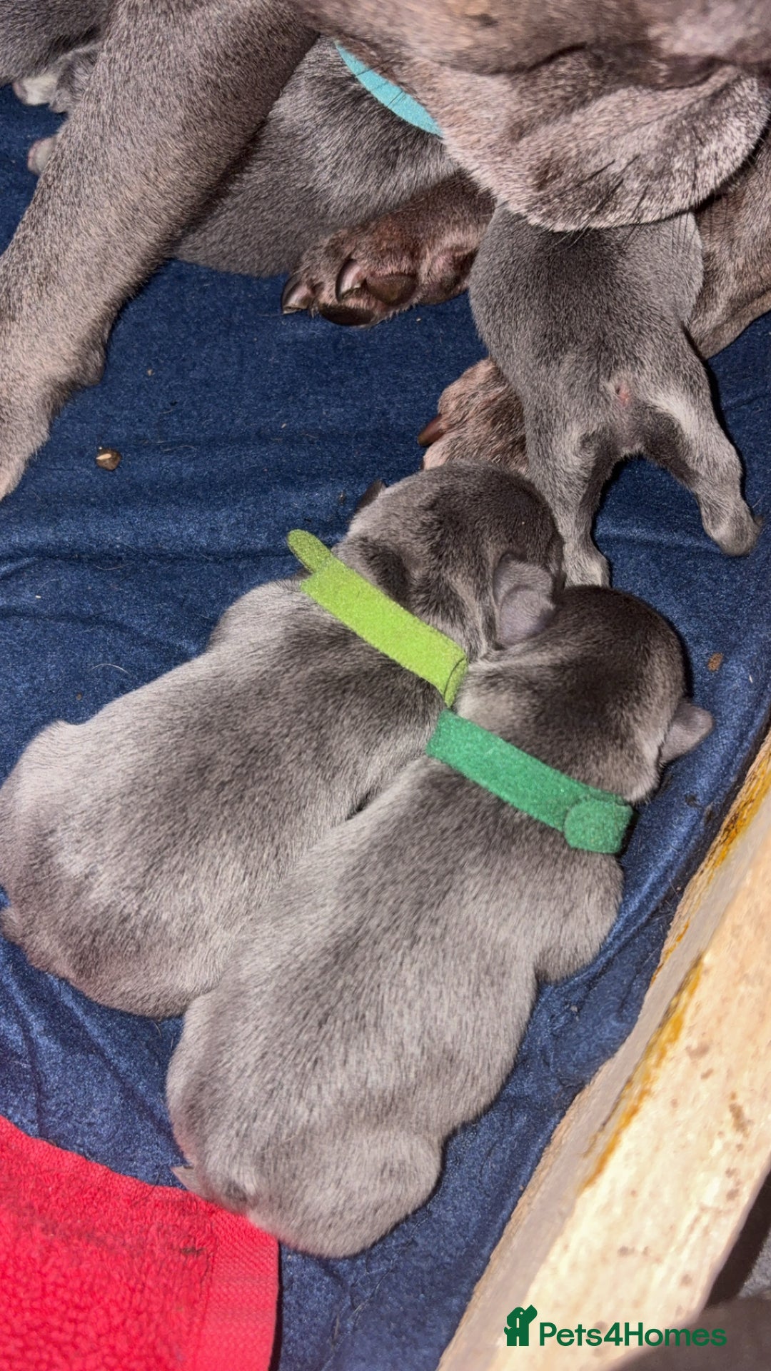 French Bulldog dogs for sale: Beautiful boy looking forever home  - Advert 3