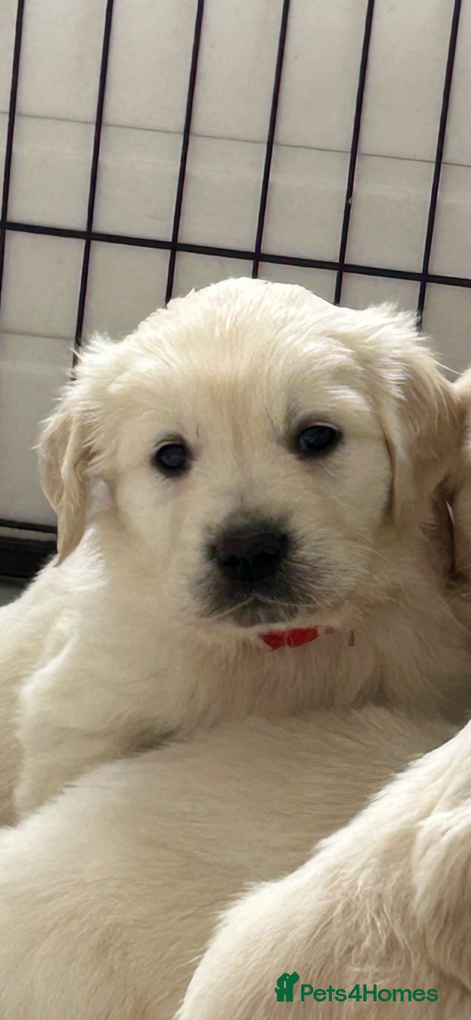 Golden Retriever dogs Fully health tested kc registered litter - Advert 1