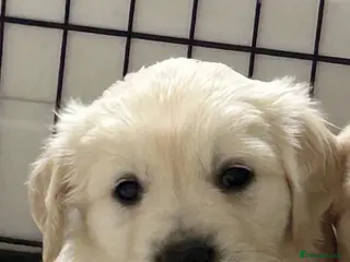 Golden Retriever dogs Fully health tested kc registered litter - Advert 1