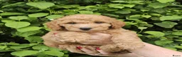 Cockapoo dogs for sale: Fox red cockapoo puppies in Wisbech - Advert 4