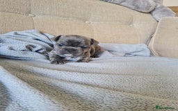 French Bulldog dogs for sale: French bulldog puppies  - Image 6