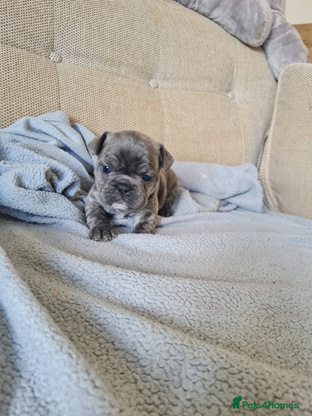French Bulldog dogs for sale: French bulldog puppies  - Image 6