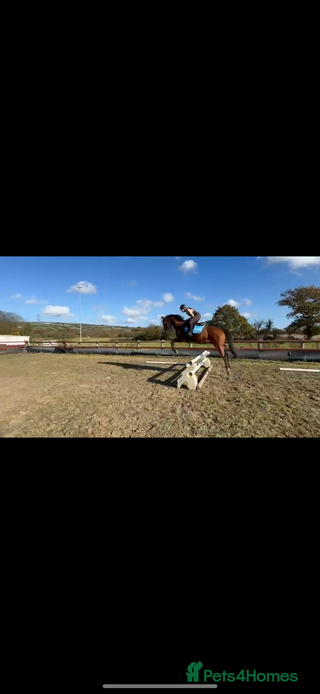 Irish Thoroughbred horses for sale: Arch captain  - Image 3