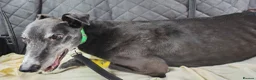 Greyhound dogs for adoption: ***FERN RESCUE* 8 YR OLD GREYHOUND FOR ADOPTION*** in Glasgow - Advert 2