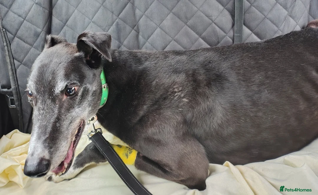 Greyhound dogs for adoption: ***FERN RESCUE* 8 YR OLD GREYHOUND FOR ADOPTION*** in Glasgow - Advert 2