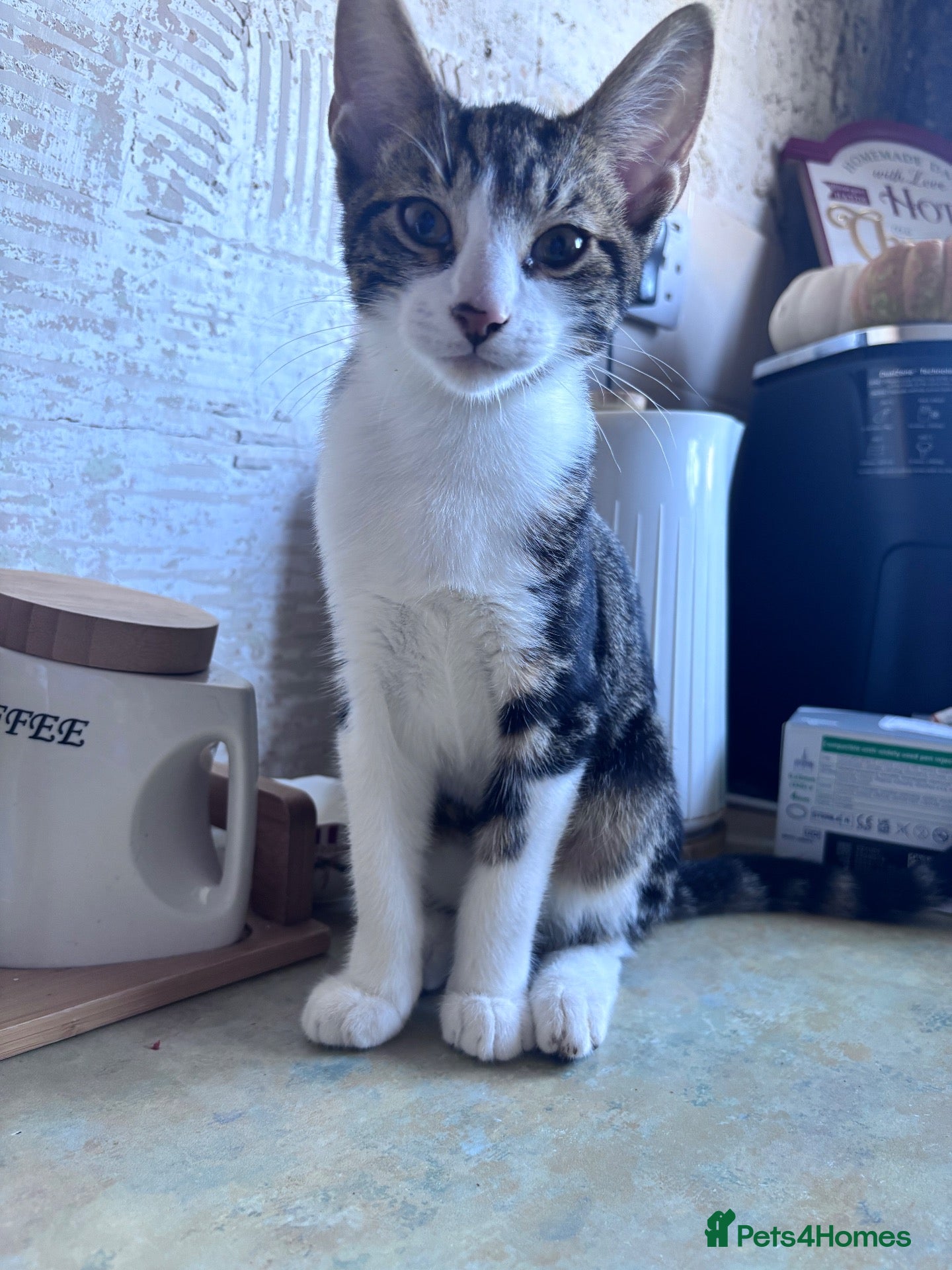 Domestic Shorthair cats Beautiful Male  - Advert 3