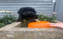 Cockapoo dogs for sale: F1 cockapoos girls  - Image 13