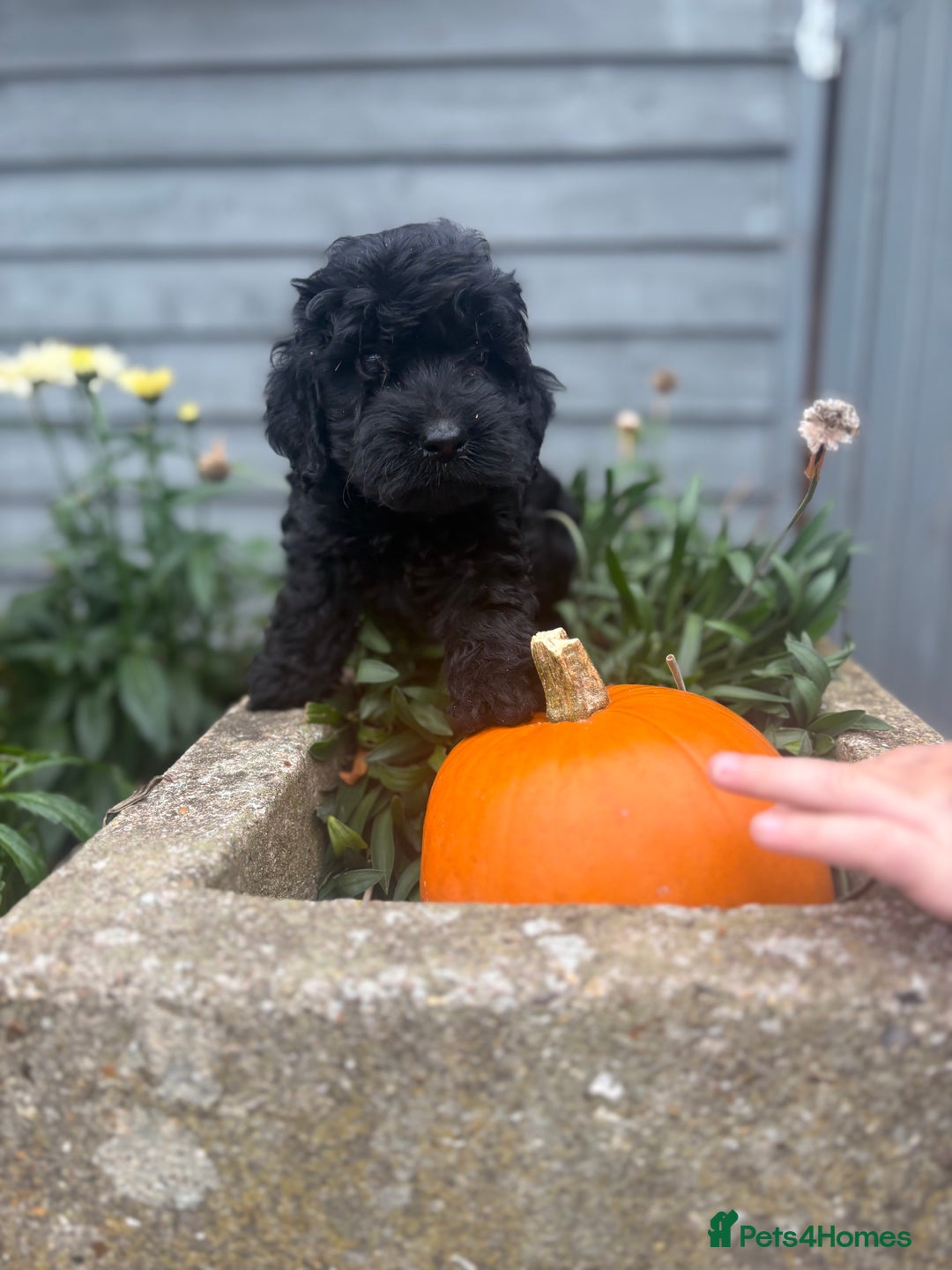 Cockapoo dogs for sale: F1 cockapoos girls  - Image 13