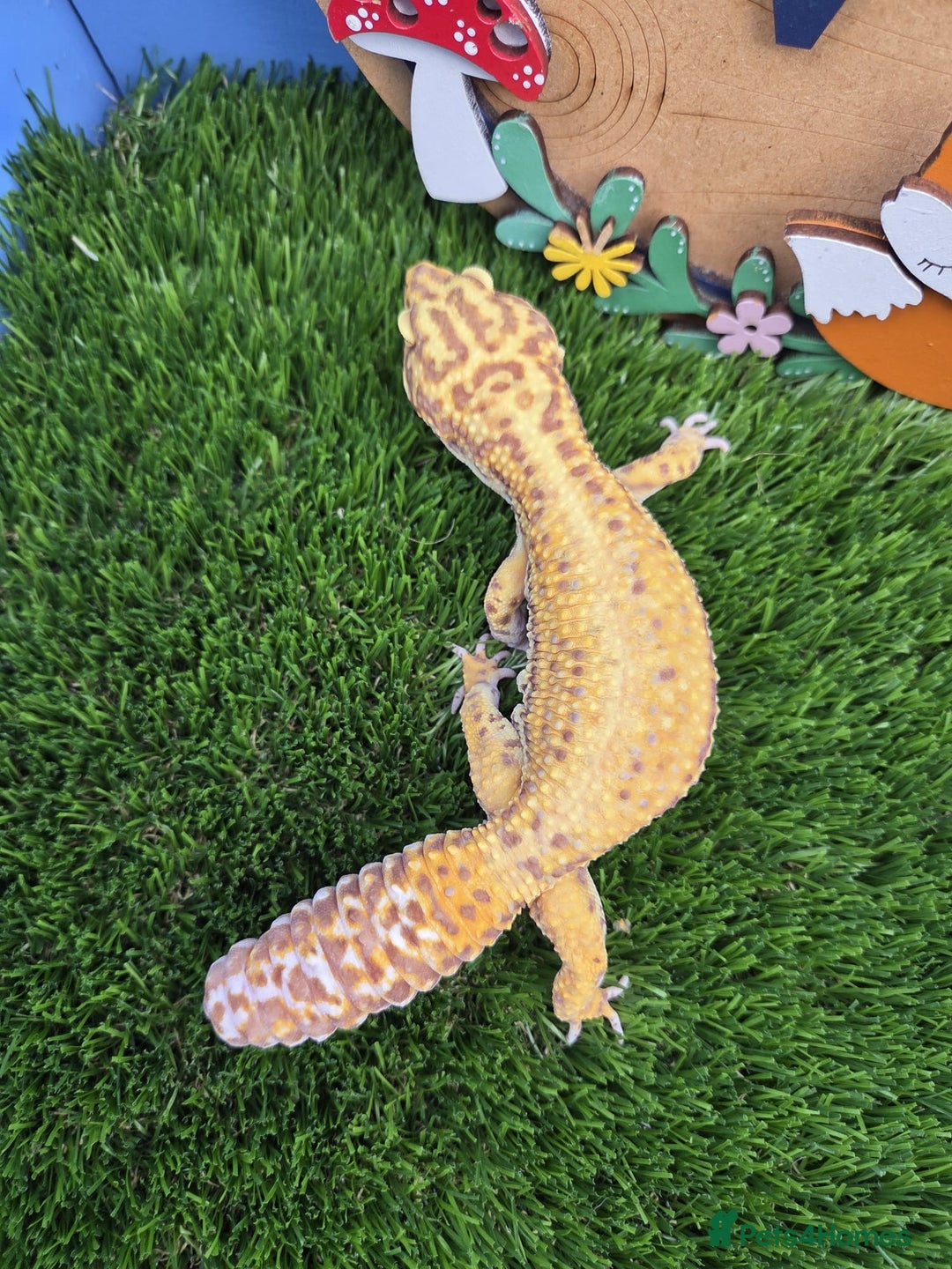 Leopard Gecko reptiles for sale: Leopard Gecko Breeding Pair Proven Male Female - Image 5
