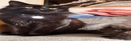 Maine Coon cats for sale: Maincoon kitten  - Advert 6