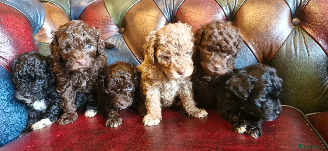 Cavapoo dogs for sale: Gorgeous f1bb Multicolour Cavapoo pups - Image 7