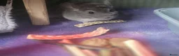 Chinchilla rodents for sale: 2 rescue rehome chinchillas male biege and violet  - Advert 2