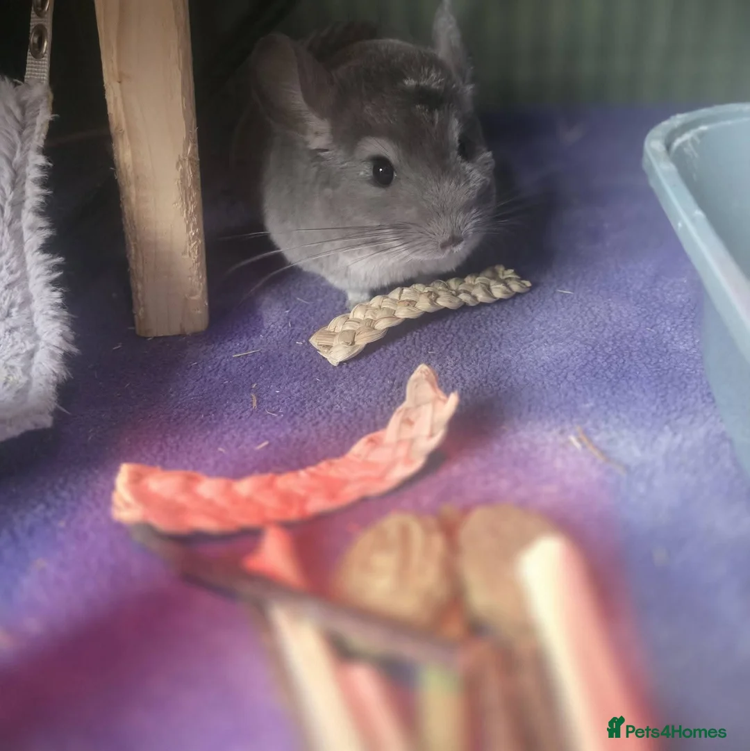 Chinchilla rodents for sale: 2 rescue rehome chinchillas male biege and violet  - Advert 2