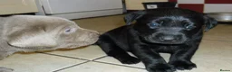 Labrador Retriever dogs for sale: 7 BEAUTIFUL FRIENDLY PUPPIES FOR SALE  - Advert 9