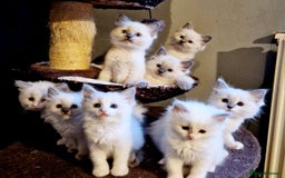 Ragdoll cats for stud: *STUD* GCCF & TICA REGISTERED ACTIVE BLUEPOINT BOY in Oldham - Image 20
