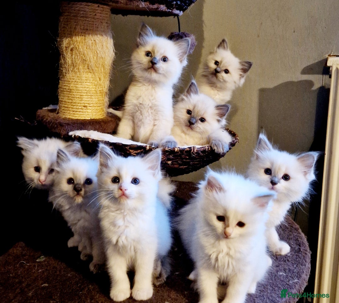 Ragdoll cats for stud: *STUD* GCCF & TICA REGISTERED ACTIVE BLUEPOINT BOY in Oldham - Image 20