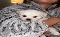 Malshi dogs for sale: Adorable Korean Maltese x Malshi puppies  - Advert 10