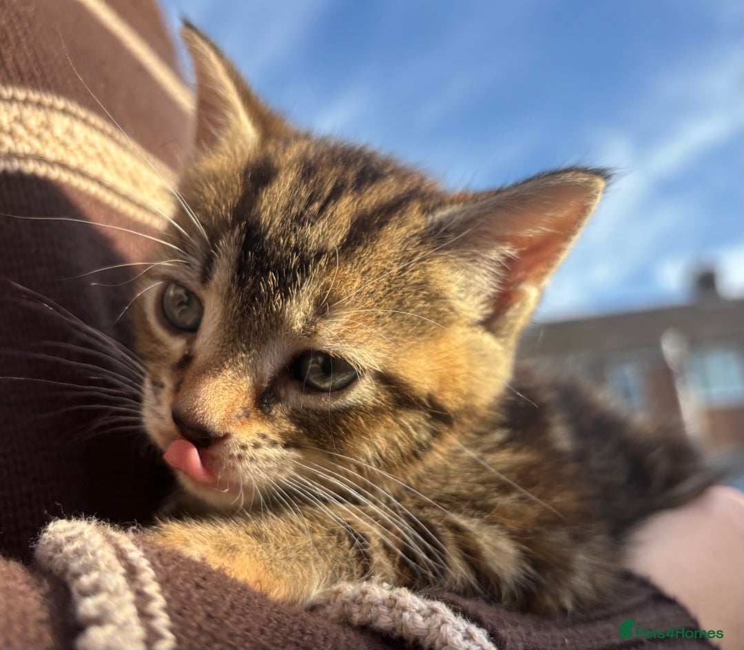 Mixed Breed cats for sale: 5 Gorgeous kittens available now - Image 5