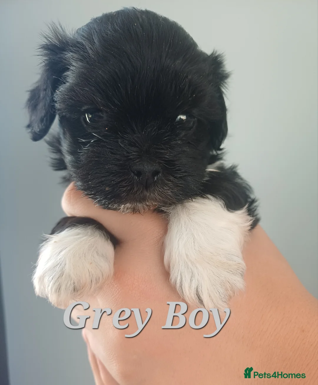Lhasa Apso dogs for sale: Lhasa Apso puppies - Advert 7