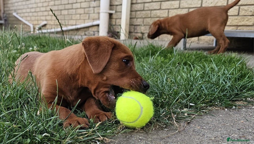 Labrador Retriever dogs for sale: Darkest Fox Red Labrador Puppies  - Image 14