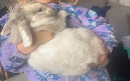 French Lop rabbits for sale: Beautiful white rabbit  - Advert 3