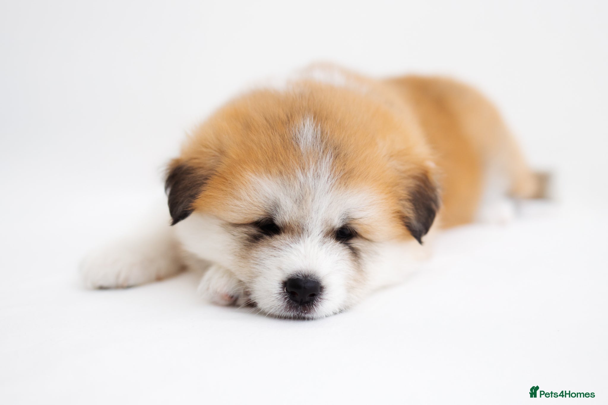 Japanese Akita Inu dogs Red Fawn Japanese Akita Inu Puppies–Ready to Leave - Advert 1