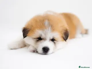 Japanese Akita Inu dogs Red Fawn Japanese Akita Inu Puppies–Ready to Leave - Advert 2