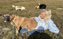 Mixed Breed dogs for adoption: Ava. Norwich Norfolk  - Image 17