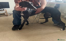 Greyhound dogs for sale: Greyhound - Image 4