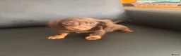 Miniature Dachshund dogs for sale: Miniature Dutch hound in Reading - Advert 12