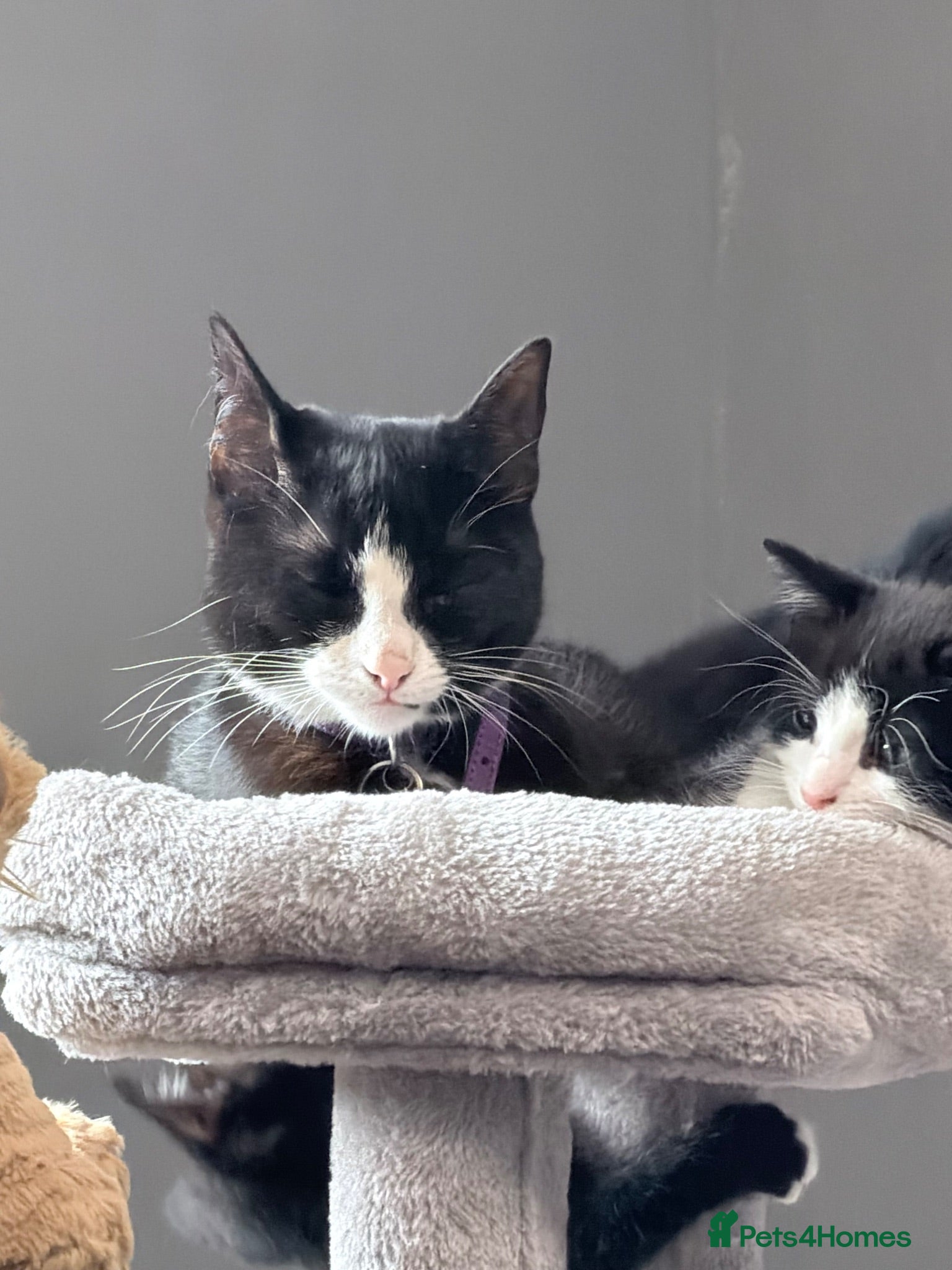 Mixed Breed cats 3 beautiful female kitten - Advert 7