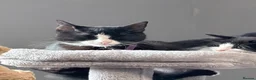 Mixed Breed cats for sale: 3 beautiful female kitten in Fakenham - Advert 1