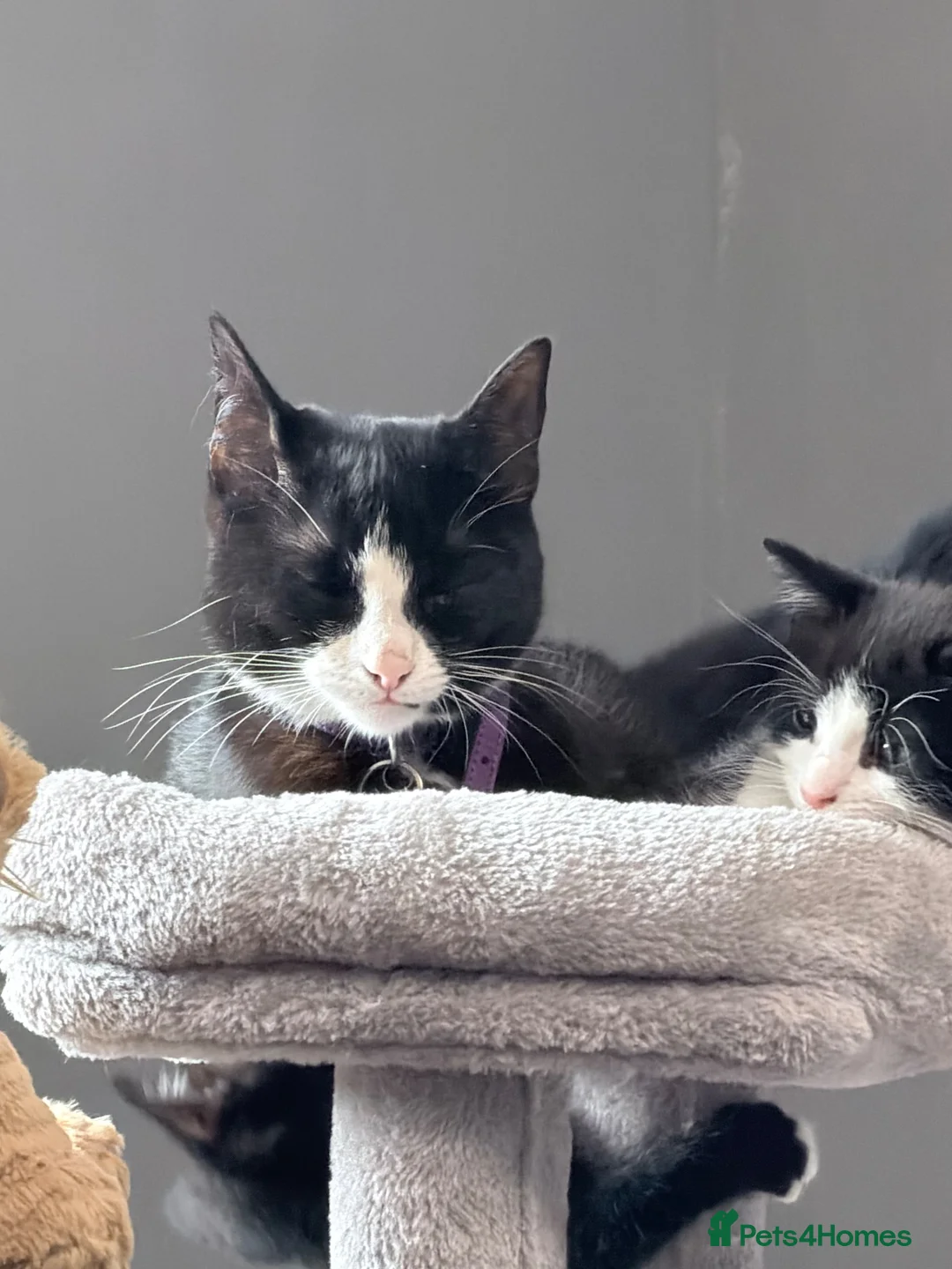 Mixed Breed cats for sale: 3 beautiful female kitten in Fakenham - Advert 1