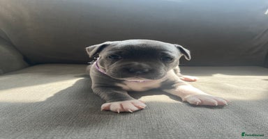 Staffordshire Bull Terrier dogs - Advert 6
