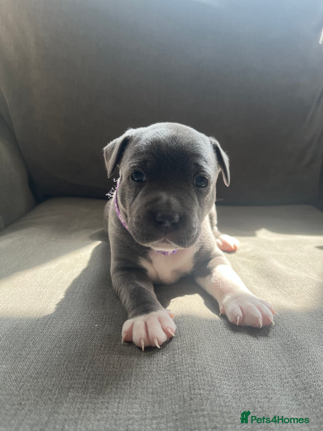 Staffordshire Bull Terrier dogs for sale: Full pedigree blue Staffordshire bull terriers - Image 3