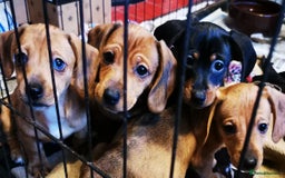 Dachshund dogs for sale: Unusual colour beautiful miniature dachshound pups - Advert 16