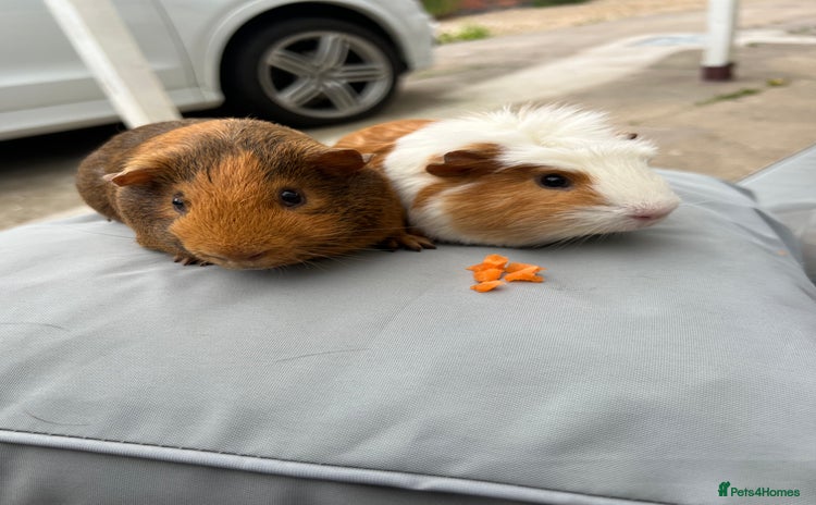 Guinea Pig rodents - Advert 15