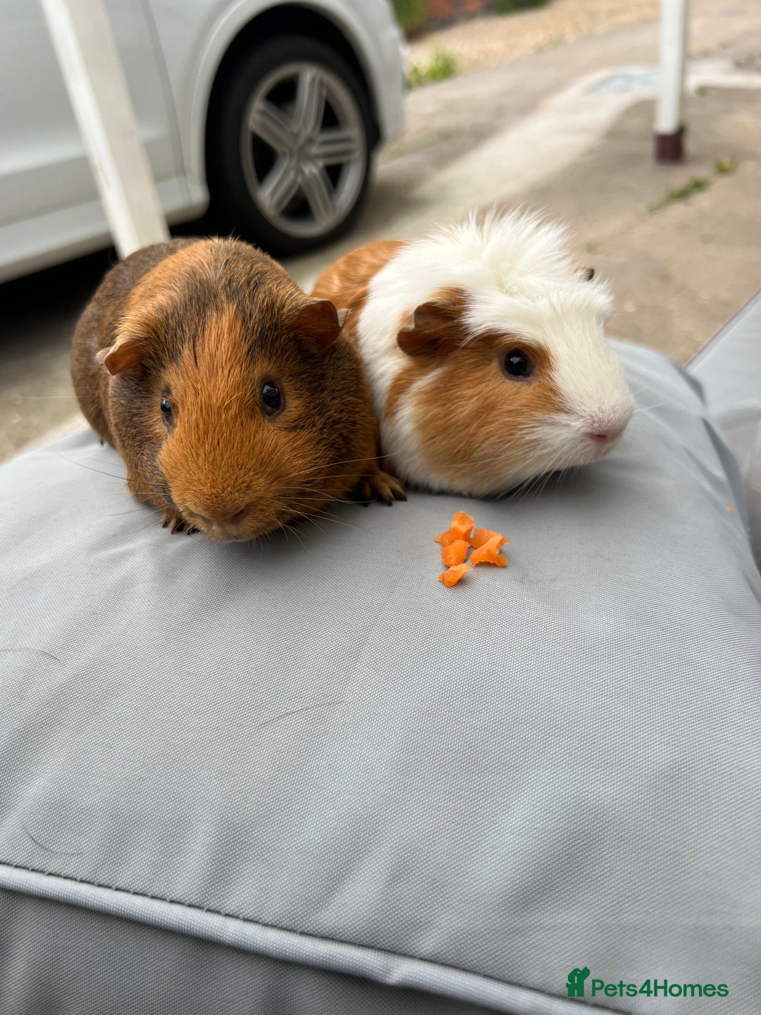 Guinea Pig rodents for sale: 2 male guinea pigs  - Image 1