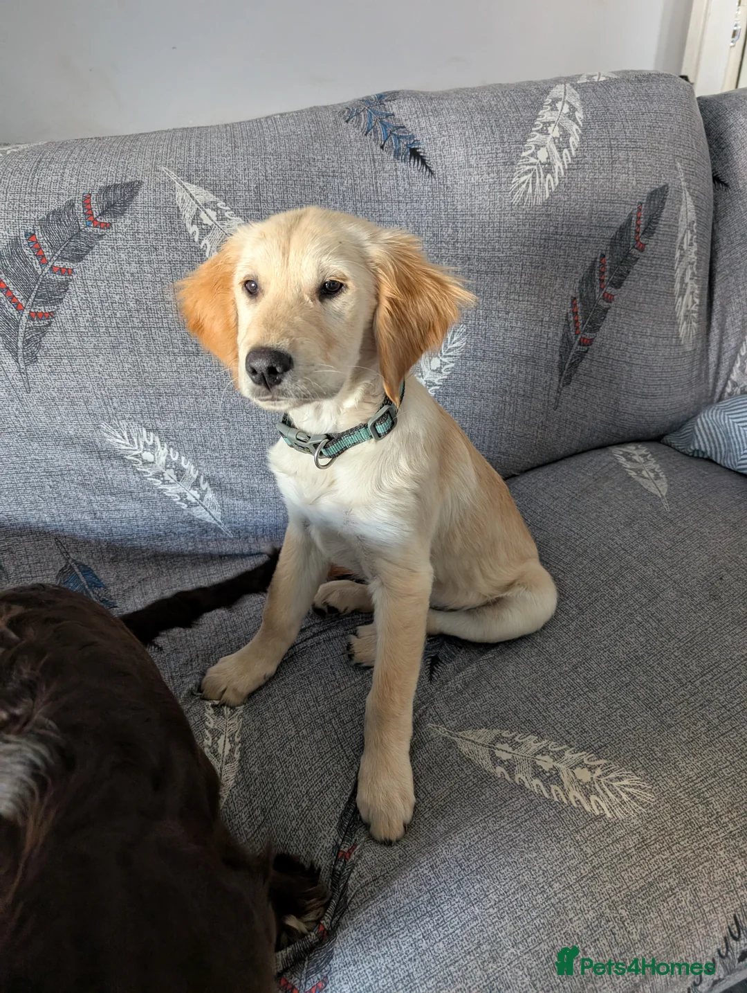 Golden Retriever dogs for stud: Catrigg macadamia (MAX) - Advert 19