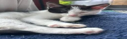 Mixed Breed cats for sale: Sweet friendly kitten   - Advert 8