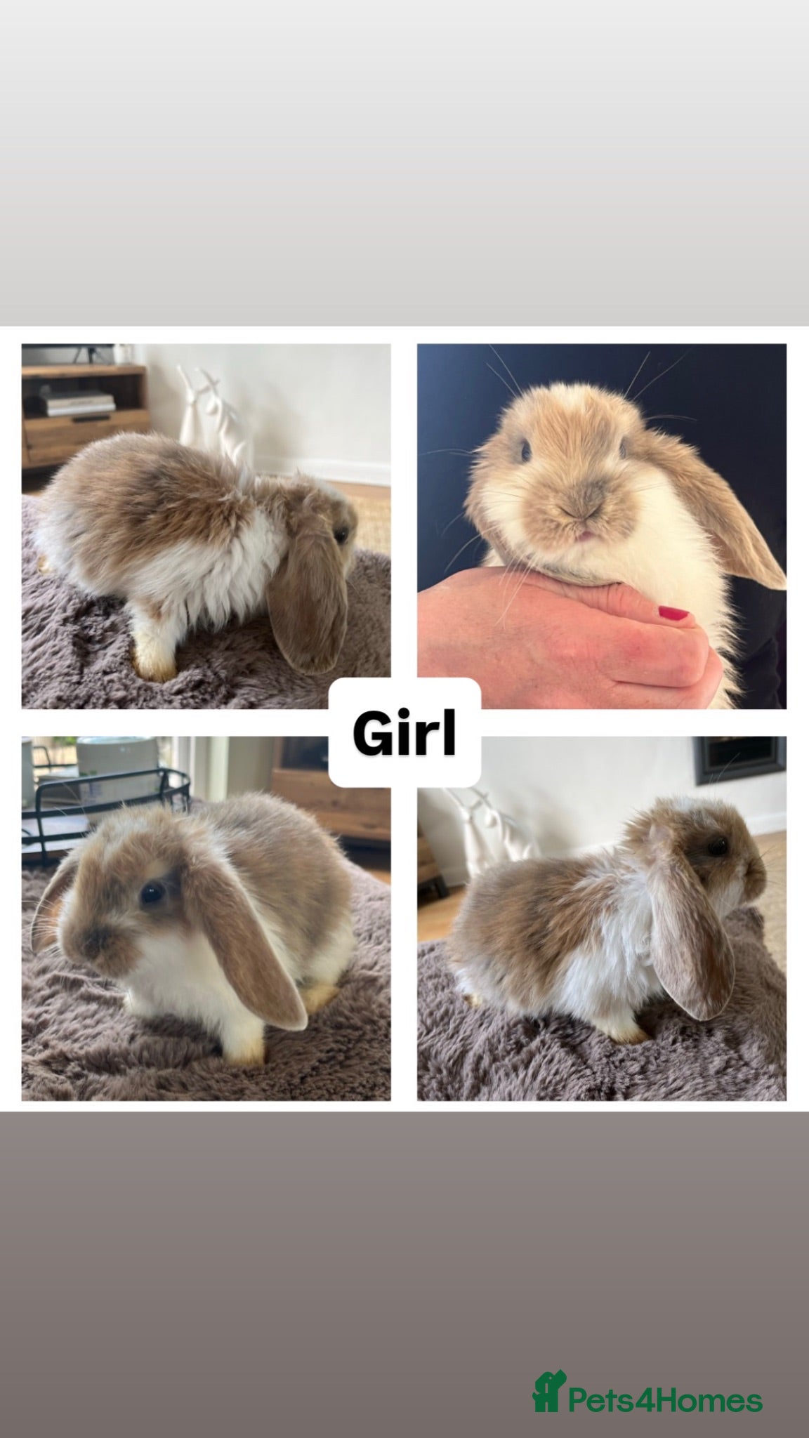 French Lop rabbits 🐰 Full Giant French Lops Ready to Leave 🐰 - Advert 1