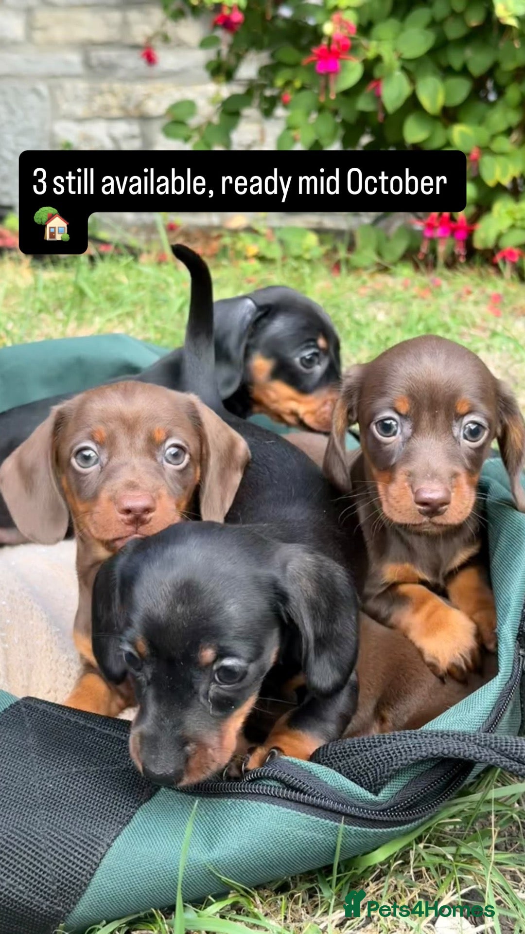 Miniature Dachshund dogs Miniature Dachshund Puppies for Sale - Advert 2
